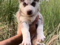Sibirya Kurdu (Husky) Erkek Ve Dişi Köpeğimiz