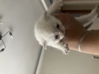 35 Günlük Kar Beyazı Scottish Fold Yavrularımız