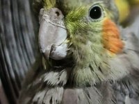 Sultan Papağanı (Ele Gelir)