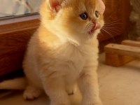 Saf Kan Şecereli Golden British Shorthair Ny12
