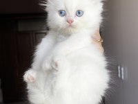 Safkan beyaz british longhair erkek