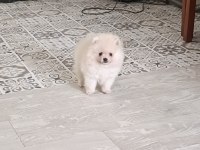 Pomeranian Boo Ayı Surat Yavrular
