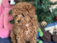 Yasal Üreticiden Poodle Saf Kan Yavrular