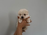 0 numara maltese bebekleri