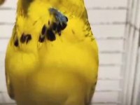 Texas Çift Muhabbet Kuşu