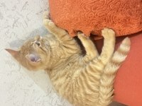 2 Sevimli Erkek Kardeş Kediye Sıcak Yuva Aranıyor!