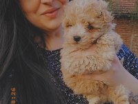 Maltipoo ırk ve sağlık garanti yavrularımız