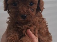 A kalite toy poodle yavrularımız