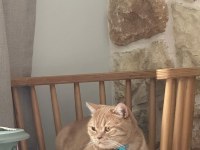 2 Yaş Oyuncu Turuncu British Kedimiz