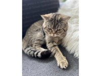 Ücretsiz British Shorthair Kırması Kedimiz