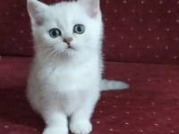 British shorthair kedileri