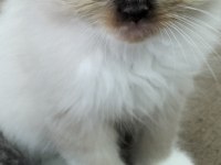 Erkek uzun tüy mavi göz british kedimiz