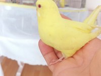 Yavru Ve Yetişkin Çift Muhabbet Kuşu