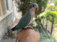 Yeme Düşmüş Mavi Mutasyon Full Evcil Monk Papağanımız