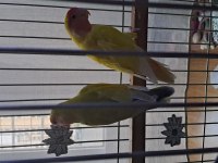 Cennet Papağanı Çifti