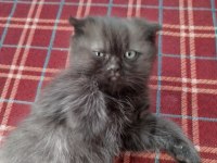 Scottish Fold Yavru Kedimiz