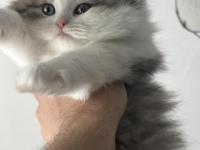 1.5 Aylık British Longhair Melek Gibi Yavru