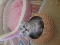 Bu bebişler çok tatlı scottish fold