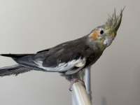 Sultan Papağanı Sahiplendirilecek