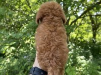 Safkan Kore Kan Dişi Sağlık Garantili Poodle