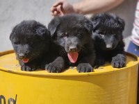 Safkan Working Solid Black Alman Kurdu