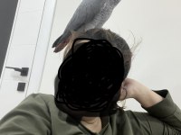 Yavru Jako Papağanı