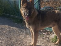 1 Yaşında - Çipli - Belçika Kurdu