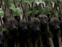 Kalite karakter mükemmel nokta belçika kurdu