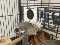 Sultan papağanı yavru