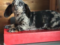 Merle Erkek Dachshund Yavrumuz