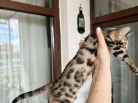 Bengal Kedisi Kardeşler