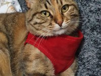 Oyun oynamayı çok sever sakin ve akıllı bir çocuk kedimiz