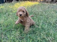 3 küçük poodle ponçik