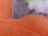 Süper Kalite British Shorthair Yavrular