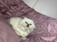 Blue Point British Longhair