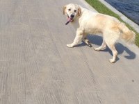 Beyaz Golden Retriever