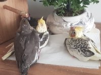 Yavru sultan papağanları