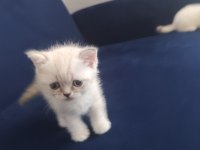 British Yavrularımız Yeni Yuvalarına Gitmeye Hazırlar