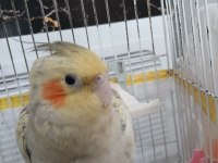 Eğitimli sultan papağanı