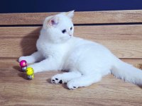 Kaliteli şampiyon aile erkek yavru british shorthair