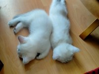 6 Haftalık British Shorthair Yavrular