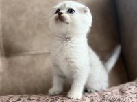 Full şecereli scottish fold shorthair yavru - premium bakım