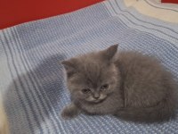 Yavru British Shorthair