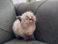 Exotic longhair yavrularımız rezerveye açıktır.