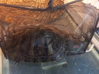 4 ve 6 yaşlarında iki adet kırmızı yanaklı su kaplumbağası