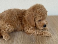 2. aylık erkek maltipoo