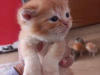 Golden british shorthair bebekler