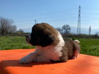 Safkan Saint Bernard Bebekler