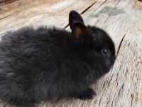 Hollanda Cüce Tavşanı Yavrular