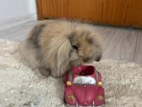 Hollanda Lop Tavşanı